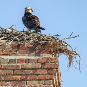 chimney debris